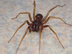 Oedignatha