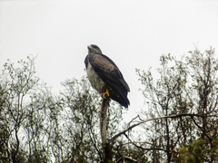 Geranoaetus melanoleucus australis