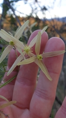 Clematis leptophylla