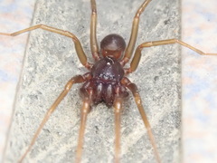 Oedignatha