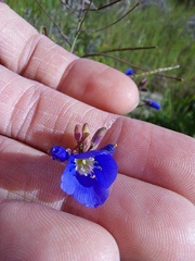 Heliophila macowaniana