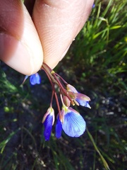 Heliophila macowaniana