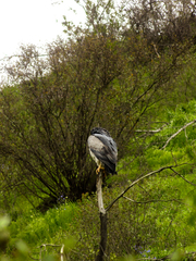 Geranoaetus melanoleucus australis