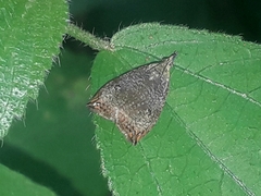 Cosmorrhyncha ocellata