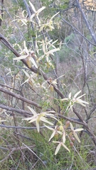 Clematis leptophylla