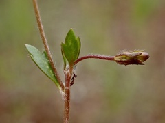 Goodenia pusilliflora