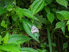 Nyctemera adversata