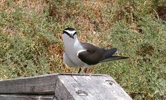 Onychoprion anaethetus