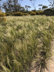 Austrostipa elegantissima