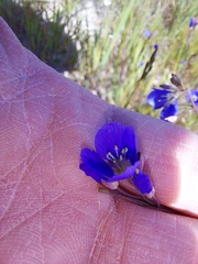 Heliophila macowaniana