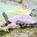 Common Thread Turtle - Photo (c) hermanviviers, some rights reserved (CC BY-NC), uploaded by hermanviviers