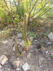 Orostachys malacophylla