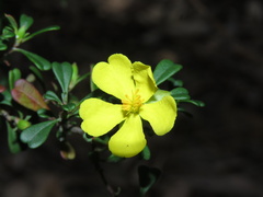 Hibbertia linearis