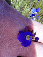 Heliophila macowaniana