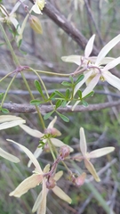 Clematis leptophylla