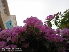 Mansoa alliacea