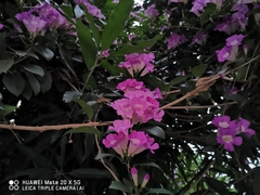 Mansoa alliacea