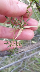 Clematis leptophylla