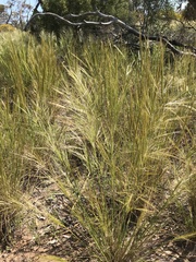 Austrostipa elegantissima