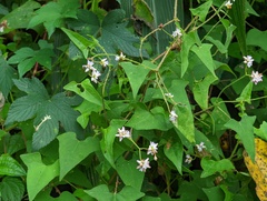 Persicaria senticosa