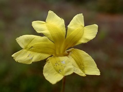 Goodenia fascicularis