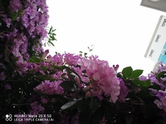 Mansoa alliacea