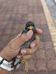 Acridotheres javanicus