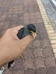 Acridotheres javanicus