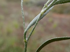 Goodenia fascicularis