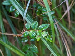 Rosa transmorrisonensis