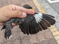 Acridotheres javanicus