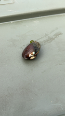 Unionoidea