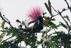 Phylidonyris niger