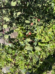 Cotoneaster glaucophyllus