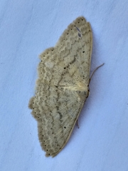 Scopula lactaria