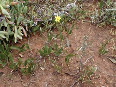 Goodenia fascicularis