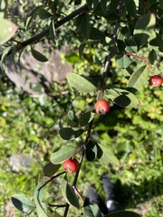 Cotoneaster glaucophyllus