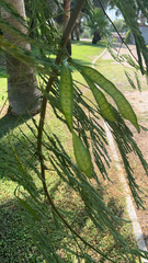 Leucaena leucocephala
