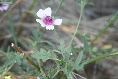Althaea cannabina