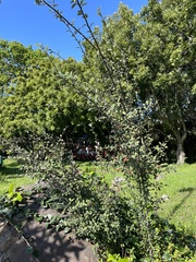 Cotoneaster glaucophyllus