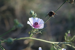 Althaea cannabina