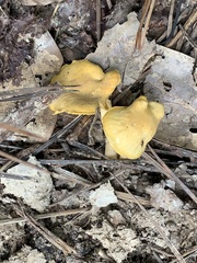 Cantharellus minor
