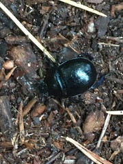 Anoplotrupes stercorosus