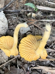 Cantharellus minor