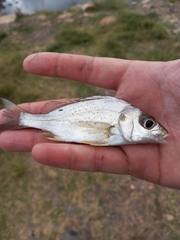 Pomadasys commersonnii