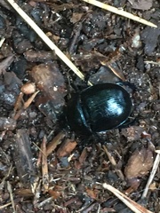 Anoplotrupes stercorosus