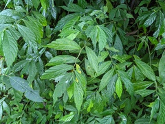 Elatostema lineolatum