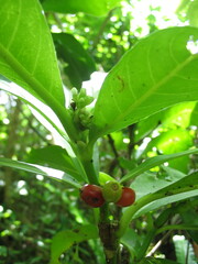 Psychotria