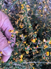 Pultenaea scabra