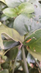 Chauliognathus flavipennis